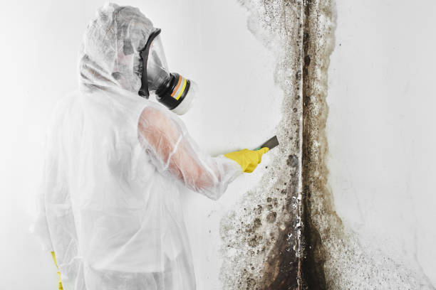 Best Attic Mold Removal  in Oakville, CT