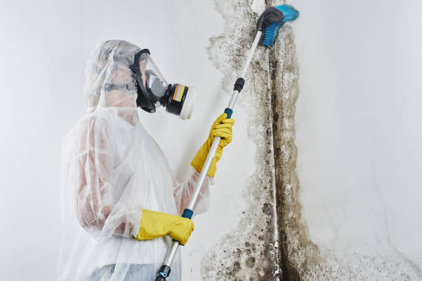 Best Crawl Space Mold Removal  in Oakville, CT