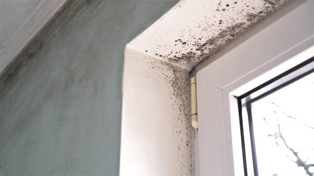 Best Emergency Mold Removal  in Oakville, CT