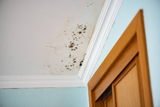 Best Mold Testing  in Oakville, CT