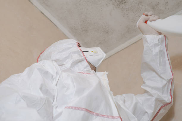 Trusted Oakville, CT Mold Removal Experts