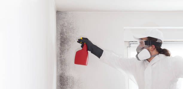 Best Commercial Mold Removal  in Oakville, CT