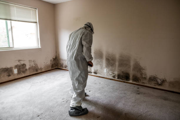 Attic Mold Removal in Oakville, CT