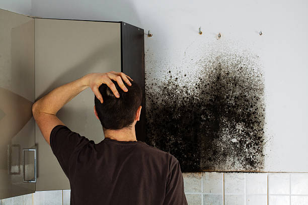 Best Fast Mold Removal  in Oakville, CT