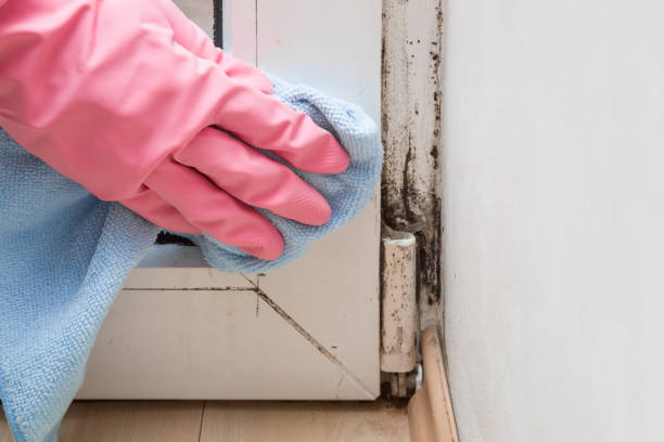 Best Certified Mold Removal  in Oakville, CT