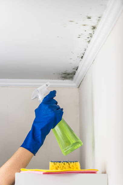 Best Local Mold Removal Service  in Oakville, CT