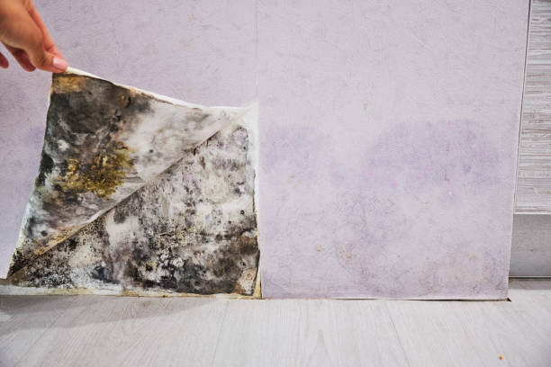 Best Black Mold Removal  in Oakville, CT